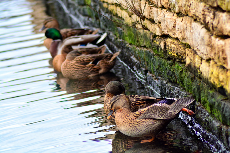 Đir 17. prosinca – uvala Maestral, Foto: Iva Perinčić