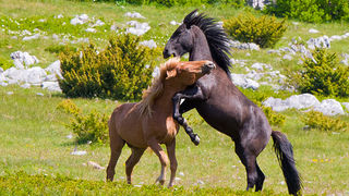 Divlji konji Velebita, foto: Leo Banic