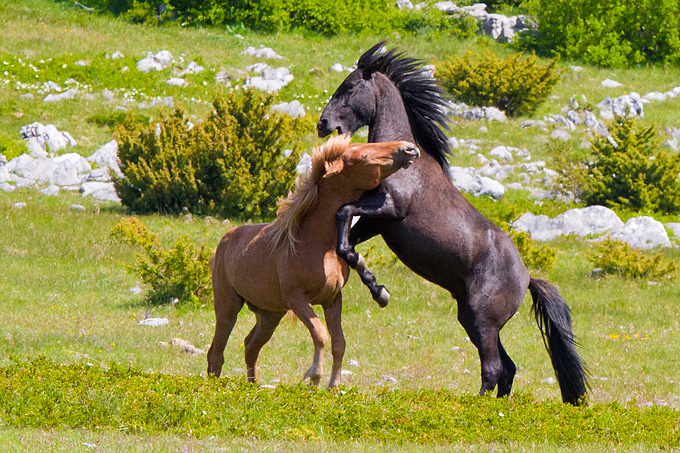 Divlji konji Velebita, foto: Leo Banic