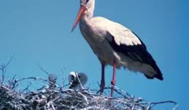 Roda, foto:sveosvemu.com