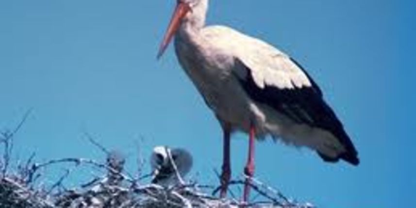 Roda, foto:sveosvemu.com