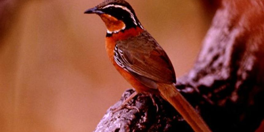 Češljugar Češljugar