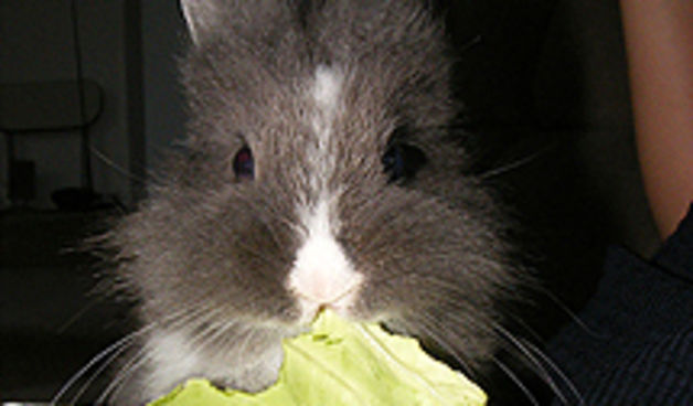 Zec i kupus ( foto: jutarnji.hr)