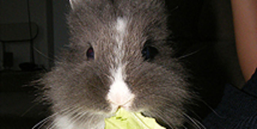 Zec i kupus ( foto: jutarnji.hr)