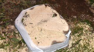 Prosvjed građana zbog odluke Grada da posječe drvored fafarikula u Vruljici Prosvjed građana zbog odluke Grada da posječe drvored fafarikula u Vruljici