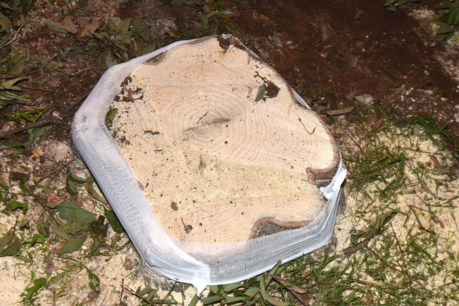 Prosvjed građana zbog odluke Grada da posječe drvored fafarikula u Vruljici Prosvjed građana zbog odluke Grada da posječe drvored fafarikula u Vruljici