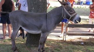 Utrka magaraca u Posedarju, Foto: Josip Prskalo Utrka magaraca u Posedarju, Foto: Josip Prskalo