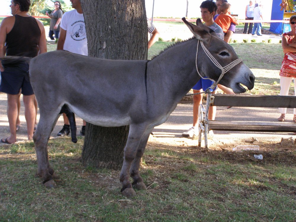 Utrka magaraca u Posedarju, Foto: Josip Prskalo Utrka magaraca u Posedarju, Foto: Josip Prskalo