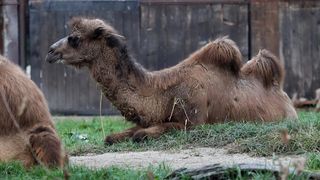 U Zoološki vrt Grada Zagreba stigla je mlada dvogrba deva Zsofia