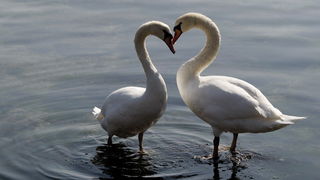 Zadar, 110311.
Omanje jato labudova u uvali Bregdeti u zadarskim Arbanasima. Labudovi su se kupali i uredjivali neposredno uz obalu pa su ih brojni zadrani mogli vidjeti iz bliza, uzivati u njihovoj ljepoti i gracioznosti.
Foto: Jure Miskovic / CROPIX Zadar, 110311.
Omanje jato labudova u uvali Bregdeti u zadarskim Arbanasima. Labudovi su se kupali i uredjivali neposredno uz obalu pa su ih brojni zadrani mogli vidjeti iz bliza, uzivati u njihovoj ljepoti i gracioznosti.
Foto: Jure Miskovic / CROPIX