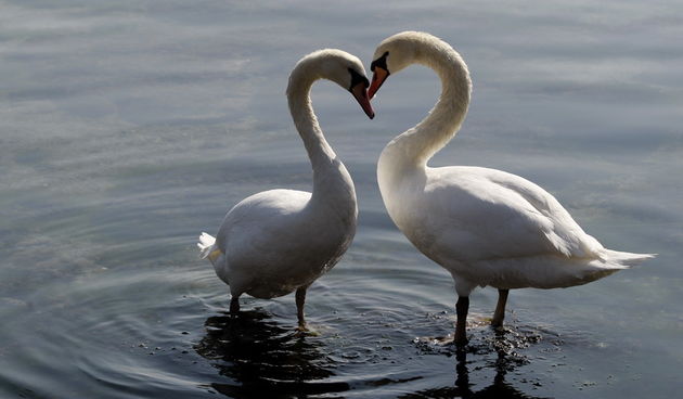 Zadar, 110311.
Omanje jato labudova u uvali Bregdeti u zadarskim Arbanasima. Labudovi su se kupali i uredjivali neposredno uz obalu pa su ih brojni zadrani mogli vidjeti iz bliza, uzivati u njihovoj ljepoti i gracioznosti.
Foto: Jure Miskovic / CROPIX
