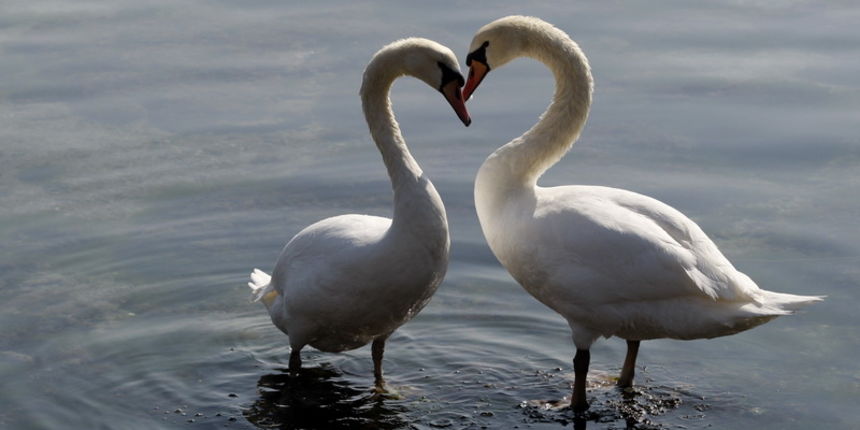 Zadar, 110311.
Omanje jato labudova u uvali Bregdeti u zadarskim Arbanasima. Labudovi su se kupali i uredjivali neposredno uz obalu pa su ih brojni zadrani mogli vidjeti iz bliza, uzivati u njihovoj ljepoti i gracioznosti.
Foto: Jure Miskovic / CROPIX Zadar, 110311.
Omanje jato labudova u uvali Bregdeti u zadarskim Arbanasima. Labudovi su se kupali i uredjivali neposredno uz obalu pa su ih brojni zadrani mogli vidjeti iz bliza, uzivati u njihovoj ljepoti i gracioznosti.
Foto: Jure Miskovic / CROPIX