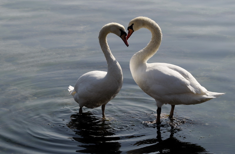 Zadar, 110311.
Omanje jato labudova u uvali Bregdeti u zadarskim Arbanasima. Labudovi su se kupali i uredjivali neposredno uz obalu pa su ih brojni zadrani mogli vidjeti iz bliza, uzivati u njihovoj ljepoti i gracioznosti.
Foto: Jure Miskovic / CROPIX Zadar, 110311.
Omanje jato labudova u uvali Bregdeti u zadarskim Arbanasima. Labudovi su se kupali i uredjivali neposredno uz obalu pa su ih brojni zadrani mogli vidjeti iz bliza, uzivati u njihovoj ljepoti i gracioznosti.
Foto: Jure Miskovic / CROPIX