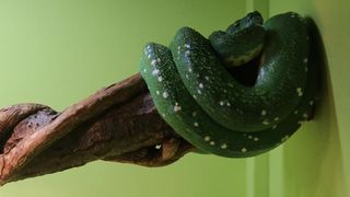 U Knezevoj palaci otvorena je izlozba djecjih radova na temu “Zmije – opasna ljepota”. Photo: Filip Brala/PIXSELL U Knezevoj palaci otvorena je izlozba djecjih radova na temu “Zmije – opasna ljepota”. Photo: Filip Brala/PIXSELL