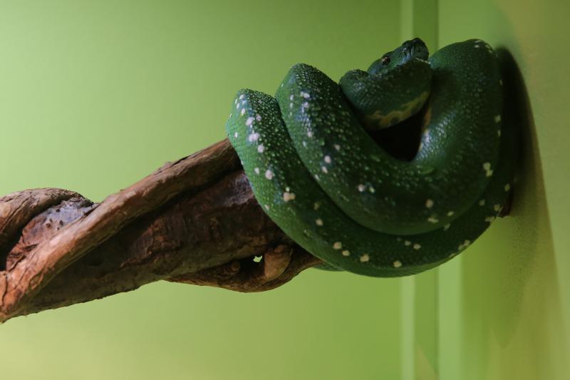 U Knezevoj palaci otvorena je izlozba djecjih radova na temu “Zmije – opasna ljepota”. Photo: Filip Brala/PIXSELL U Knezevoj palaci otvorena je izlozba djecjih radova na temu “Zmije – opasna ljepota”. Photo: Filip Brala/PIXSELL