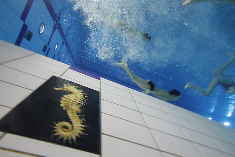 SC Višnjik: Podvodna izložba ronilačkog kluba “Roko” SC Višnjik: Podvodna izložba ronilačkog kluba “Roko”