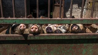 Simpatična galerija koja prikazuje životinjsku farmu na najvišem južnom vrhu Velebita – Crnopcu Simpatična galerija koja prikazuje životinjsku farmu na najvišem južnom vrhu Velebita – Crnopcu