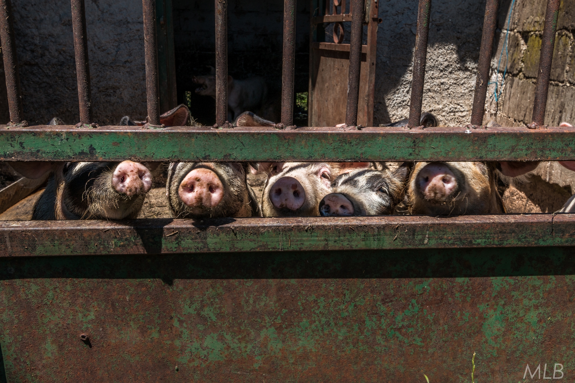 Simpatična galerija koja prikazuje životinjsku farmu na najvišem južnom vrhu Velebita – Crnopcu Simpatična galerija koja prikazuje životinjsku farmu na najvišem južnom vrhu Velebita – Crnopcu