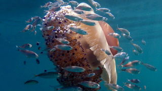 Pula, 020910.
U uvali Zelenika snimljena je meduza koja ima promjer klobuka oko 35 cm. Vjerojatno se radi o mediteranskoj meduzi (Cotylorhiza tuberculata) koja je uobicajena na Mediteranu i Jadranskome moru i nije opasna. Zanimljivo je da je ova vrsta svo