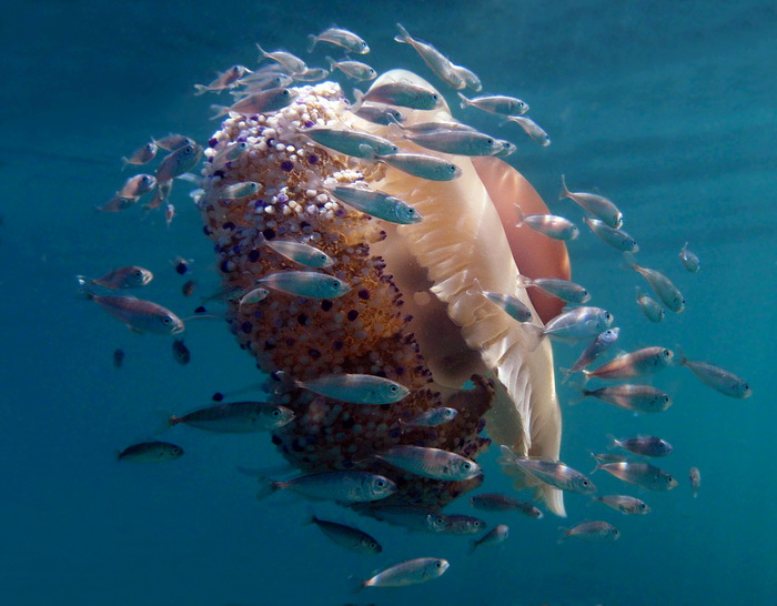 Pula, 020910.
U uvali Zelenika snimljena je meduza koja ima promjer klobuka oko 35 cm. Vjerojatno se radi o mediteranskoj meduzi (Cotylorhiza tuberculata) koja je uobicajena na Mediteranu i Jadranskome moru i nije opasna. Zanimljivo je da je ova vrsta svo