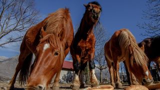Veliko Rujno: Drago Krapić vlasnik je pedesetak konja koji obitavaju na velebitskim pašnjacima