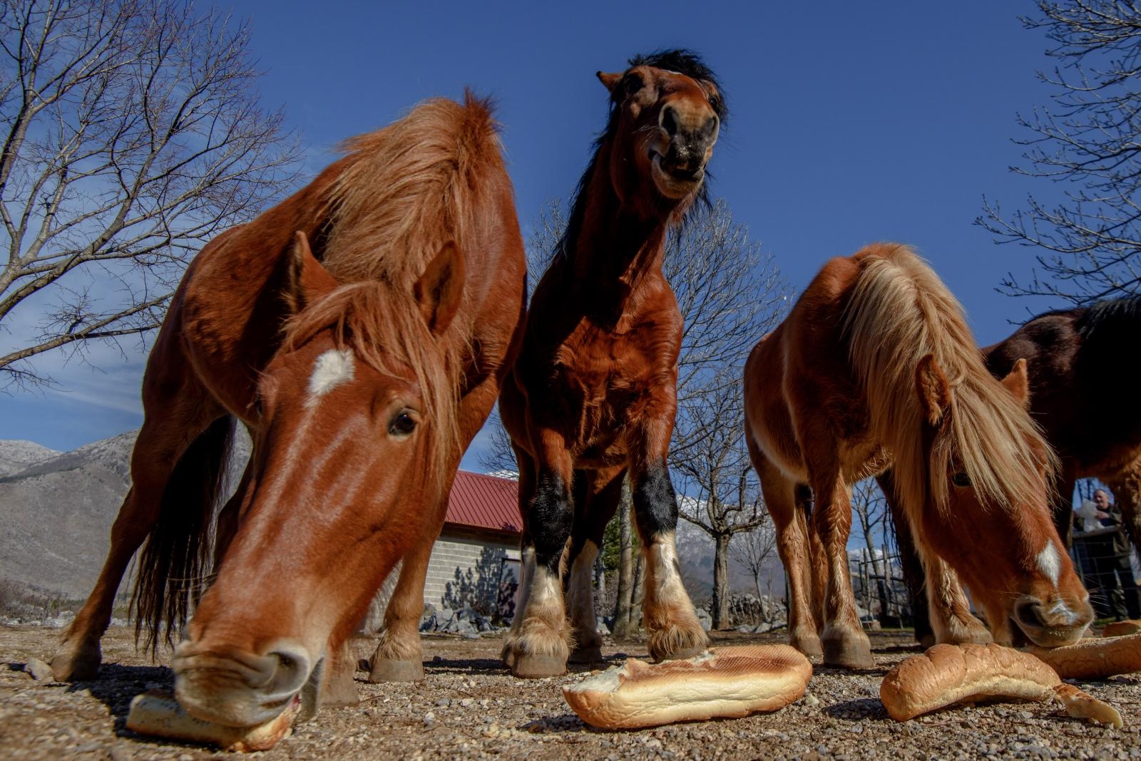 Veliko Rujno: Drago Krapić vlasnik je pedesetak konja koji obitavaju na velebitskim pašnjacima