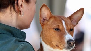 Međunarodna izložba pasa CACIB 2023