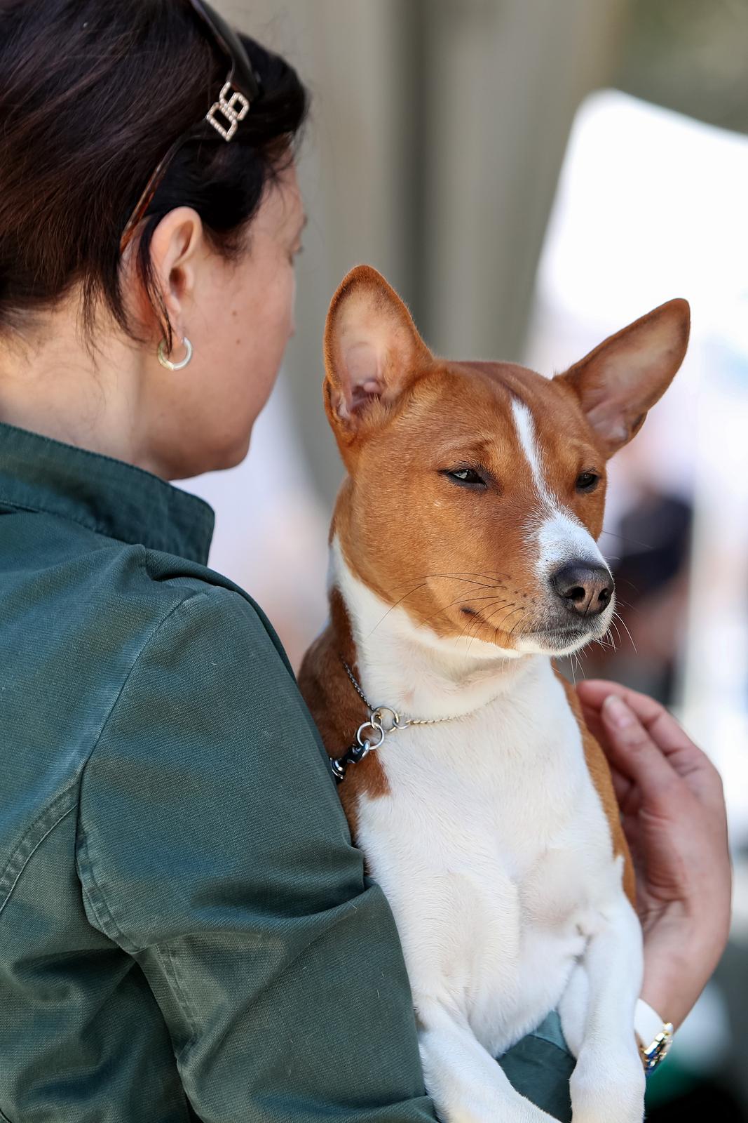 Međunarodna izložba pasa CACIB 2023