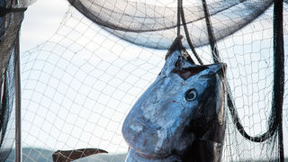 11. Gastol stol na biogradskoj rivi. Foto: Vinko Pešić 11. Gastol stol na biogradskoj rivi. Foto: Vinko Pešić