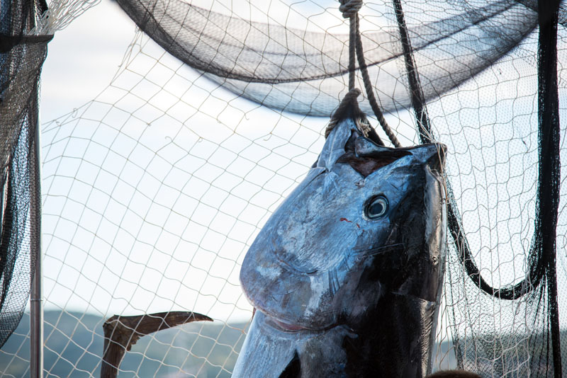 11. Gastol stol na biogradskoj rivi. Foto: Vinko Pešić 11. Gastol stol na biogradskoj rivi. Foto: Vinko Pešić