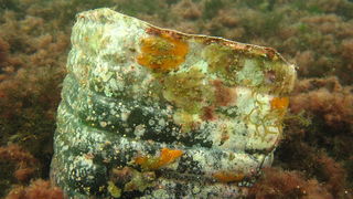 Biograd na Moru: Akcija ciscenja podmorja u uvali Jaz “Cistimo zajedno”