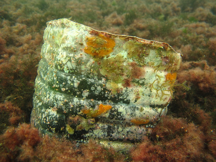 Biograd na Moru: Akcija ciscenja podmorja u uvali Jaz “Cistimo zajedno”