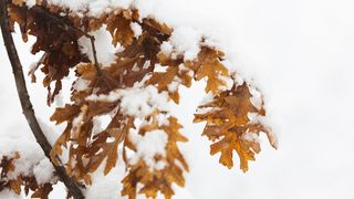 Đir snijegom prekrivenim Gračacom, 25. siječnja 2021. Đir snijegom prekrivenim Gračacom, 25. siječnja 2021.