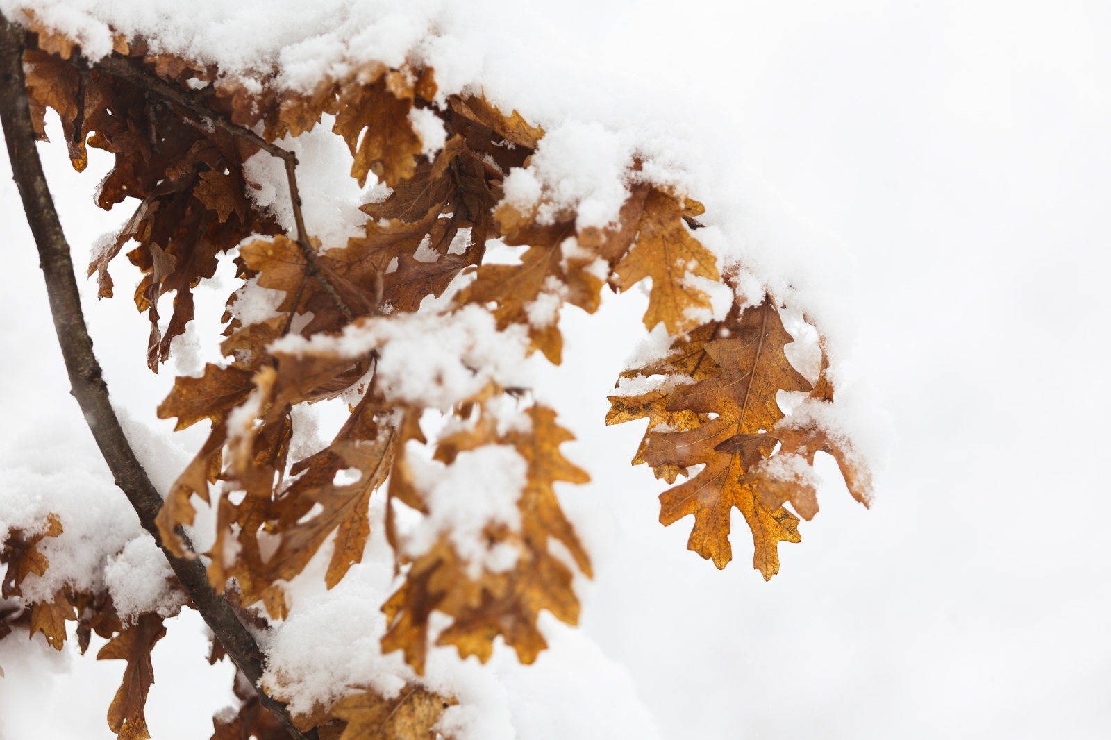 Đir snijegom prekrivenim Gračacom, 25. siječnja 2021. Đir snijegom prekrivenim Gračacom, 25. siječnja 2021.