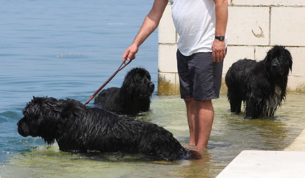 Zadar, 140610.
Spas od velike vrucine ovi su psi pronasli u moru na zadarskim Morskim orguljama.
Foto: Vladimir Ivanov / CROPIX