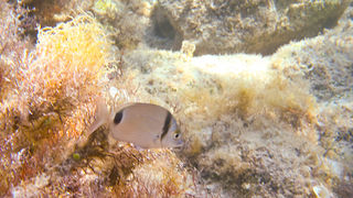 OLYMPUS DIGITAL CAMERA OLYMPUS DIGITAL CAMERA