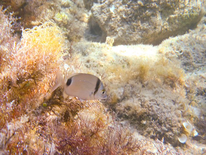 OLYMPUS DIGITAL CAMERA OLYMPUS DIGITAL CAMERA