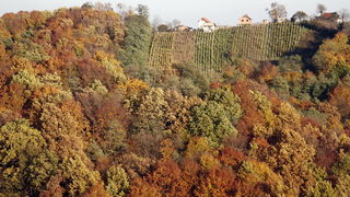 Varazdin, 301010.
Na podrucju brdovitog dijela opcine Vinice, koja je udaljena petnaest-ak kilometara od Varazdina ovih dana se moze vidjeti predivan spektar boja koje su nam dostupne samo nekoliko dana u godini.
Naime, pocetak opadanja lisca s drveca i p Varazdin, 301010.
Na podrucju brdovitog dijela opcine Vinice, koja je udaljena petnaest-ak kilometara od Varazdina ovih dana se moze vidjeti predivan spektar boja koje su nam dostupne samo nekoliko dana u godini.
Naime, pocetak opadanja lisca s drveca i p