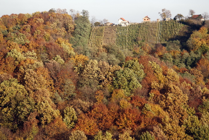 Varazdin, 301010.
Na podrucju brdovitog dijela opcine Vinice, koja je udaljena petnaest-ak kilometara od Varazdina ovih dana se moze vidjeti predivan spektar boja koje su nam dostupne samo nekoliko dana u godini.
Naime, pocetak opadanja lisca s drveca i p Varazdin, 301010.
Na podrucju brdovitog dijela opcine Vinice, koja je udaljena petnaest-ak kilometara od Varazdina ovih dana se moze vidjeti predivan spektar boja koje su nam dostupne samo nekoliko dana u godini.
Naime, pocetak opadanja lisca s drveca i p