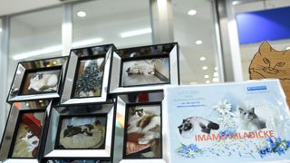 Međunarodna izložba mačaka