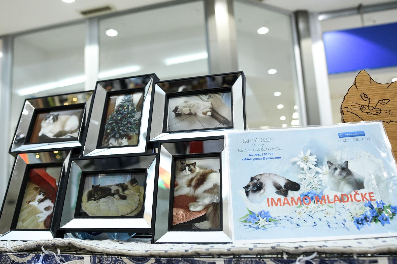 Međunarodna izložba mačaka