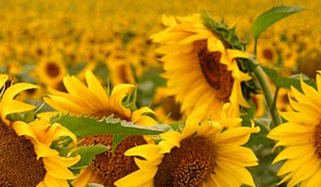 Suncokret, foto: izazovipoljoprivrede.ba