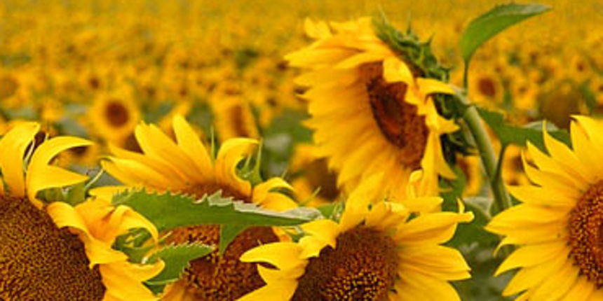 Suncokret, foto: izazovipoljoprivrede.ba Suncokret, foto: izazovipoljoprivrede.ba