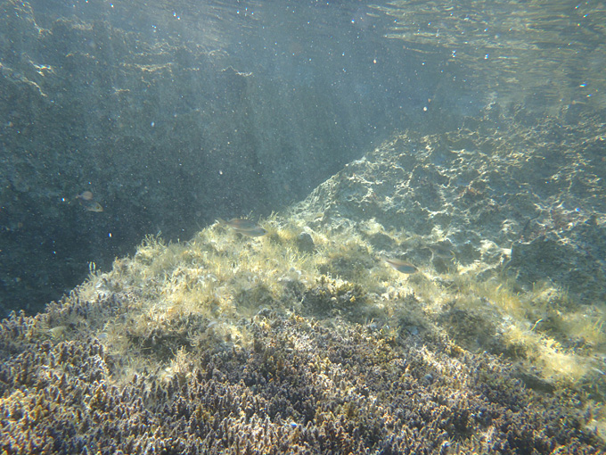 OLYMPUS DIGITAL CAMERA OLYMPUS DIGITAL CAMERA