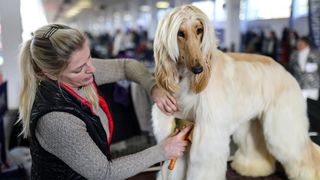 Izložba pasa na Zagrebačkom velesajmu Izložba pasa na Zagrebačkom velesajmu