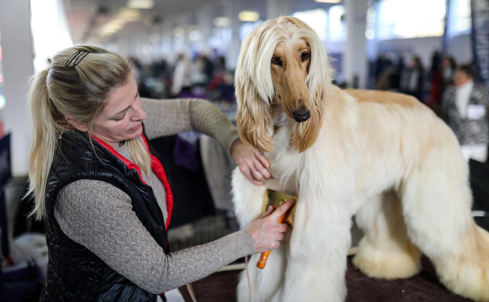 Izložba pasa na Zagrebačkom velesajmu Izložba pasa na Zagrebačkom velesajmu