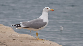 Ribarice u zadarskoj luci, Foto: Leo Banić