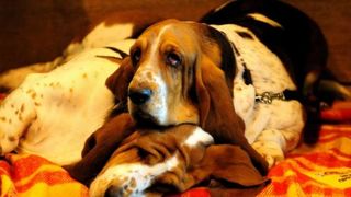 Izložba pasa Crufts 2009 u Birminghamu (Javno.hr)