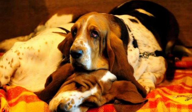 Izložba pasa Crufts 2009 u Birminghamu (Javno.hr)