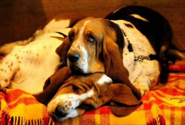 Izložba pasa Crufts 2009 u Birminghamu (Javno.hr)